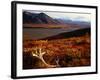 Caribou Antlers on the Tundra in Denali National Park, Denali National Park & Reserve, USA-Mark Newman-Framed Photographic Print