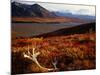 Caribou Antlers on the Tundra in Denali National Park, Denali National Park & Reserve, USA-Mark Newman-Mounted Photographic Print