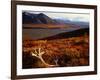 Caribou Antlers on the Tundra in Denali National Park, Denali National Park & Reserve, USA-Mark Newman-Framed Photographic Print