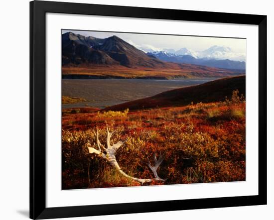 Caribou Antlers on the Tundra in Denali National Park, Denali National Park & Reserve, USA-Mark Newman-Framed Photographic Print