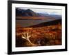 Caribou Antlers on the Tundra in Denali National Park, Denali National Park & Reserve, USA-Mark Newman-Framed Photographic Print