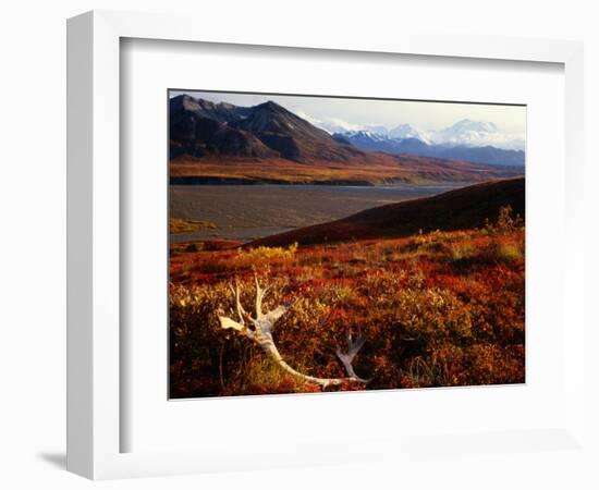 Caribou Antlers on the Tundra in Denali National Park, Denali National Park & Reserve, USA-Mark Newman-Framed Photographic Print