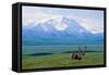 Caribou Below Mckinley-Paul Souders-Framed Stretched Canvas