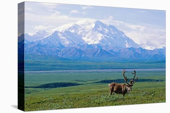 Caribou Below Mckinley-Paul Souders-Stretched Canvas