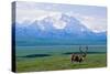 Caribou Below Mckinley-Paul Souders-Stretched Canvas