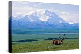 Caribou Below Mckinley-Paul Souders-Stretched Canvas