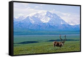 Caribou Below Mckinley-Paul Souders-Framed Stretched Canvas