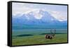 Caribou Below Mckinley-Paul Souders-Framed Stretched Canvas