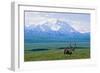 Caribou Below Mckinley-Paul Souders-Framed Photographic Print