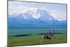 Caribou Below Mckinley-Paul Souders-Mounted Photographic Print