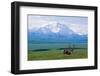 Caribou Below Mckinley-Paul Souders-Framed Photographic Print