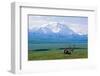 Caribou Below Mckinley-Paul Souders-Framed Photographic Print