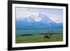 Caribou Below Mckinley-Paul Souders-Framed Photographic Print