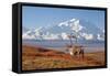 Caribou bull in fall colors with Mount McKinley in the background, Denali National Park, Alaska-Steve Kazlowski-Framed Stretched Canvas