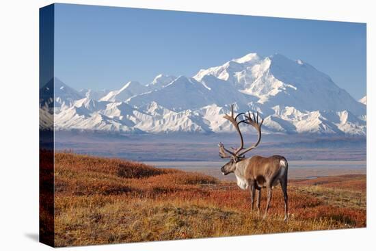 Caribou bull in fall colors with Mount McKinley in the background, Denali National Park, Alaska-Steve Kazlowski-Stretched Canvas