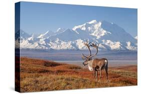 Caribou bull in fall colors with Mount McKinley in the background, Denali National Park, Alaska-Steve Kazlowski-Stretched Canvas