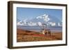 Caribou bull in fall colors with Mount McKinley in the background, Denali National Park, Alaska-Steve Kazlowski-Framed Photographic Print