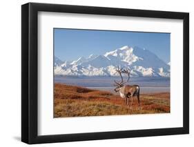 Caribou bull in fall colors with Mount McKinley in the background, Denali National Park, Alaska-Steve Kazlowski-Framed Photographic Print