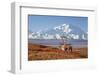 Caribou bull in fall colors with Mount McKinley in the background, Denali National Park, Alaska-Steve Kazlowski-Framed Photographic Print