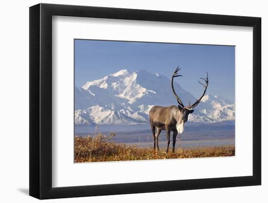 Caribou bull in fall colors with Mount McKinley in the background, Denali National Park, Alaska-Steve Kazlowski-Framed Premium Photographic Print