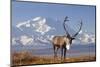 Caribou bull in fall colors with Mount McKinley in the background, Denali National Park, Alaska-Steve Kazlowski-Mounted Premium Photographic Print