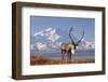 Caribou bull in fall colors with Mount McKinley in the background, Denali National Park, Alaska-Steve Kazlowski-Framed Photographic Print