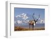 Caribou bull in fall colors with Mount McKinley in the background, Denali National Park, Alaska-Steve Kazlowski-Framed Photographic Print