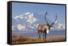 Caribou bull in fall colors with Mount McKinley in the background, Denali National Park, Alaska-Steve Kazlowski-Framed Stretched Canvas