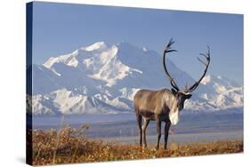 Caribou bull in fall colors with Mount McKinley in the background, Denali National Park, Alaska-Steve Kazlowski-Stretched Canvas