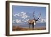 Caribou bull in fall colors with Mount McKinley in the background, Denali National Park, Alaska-Steve Kazlowski-Framed Photographic Print