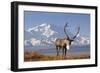 Caribou bull in fall colors with Mount McKinley in the background, Denali National Park, Alaska-Steve Kazlowski-Framed Photographic Print