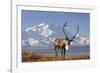 Caribou bull in fall colors with Mount McKinley in the background, Denali National Park, Alaska-Steve Kazlowski-Framed Photographic Print