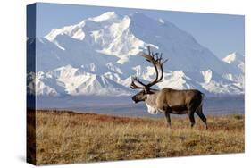 Caribou bull in fall colors with Mount McKinley in the background, Denali National Park, Alaska-Steve Kazlowski-Stretched Canvas