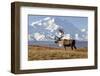 Caribou bull in fall colors with Mount McKinley in the background, Denali National Park, Alaska-Steve Kazlowski-Framed Photographic Print