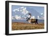 Caribou bull in fall colors with Mount McKinley in the background, Denali National Park, Alaska-Steve Kazlowski-Framed Photographic Print