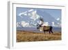 Caribou bull in fall colors with Mount McKinley in the background, Denali National Park, Alaska-Steve Kazlowski-Framed Photographic Print