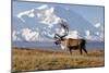 Caribou bull in fall colors with Mount McKinley in the background, Denali National Park, Alaska-Steve Kazlowski-Mounted Photographic Print