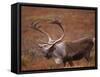 Caribou, Denali National Park, AK-John Luke-Framed Stretched Canvas