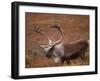 Caribou, Denali National Park, AK-John Luke-Framed Photographic Print