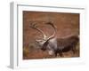 Caribou, Denali National Park, AK-John Luke-Framed Photographic Print