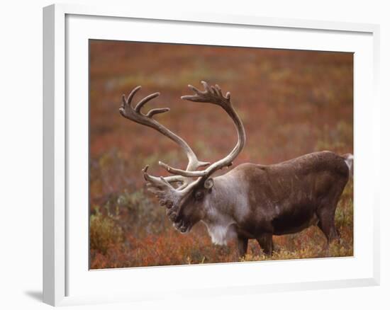 Caribou, Denali National Park, AK-John Luke-Framed Photographic Print