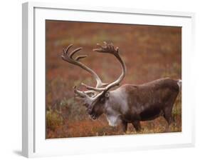 Caribou, Denali National Park, AK-John Luke-Framed Photographic Print