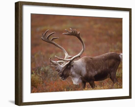 Caribou, Denali National Park, AK-John Luke-Framed Photographic Print