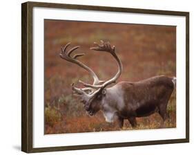 Caribou, Denali National Park, AK-John Luke-Framed Photographic Print