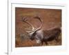 Caribou, Denali National Park, AK-John Luke-Framed Photographic Print