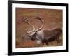 Caribou, Denali National Park, AK-John Luke-Framed Photographic Print