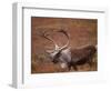 Caribou, Denali National Park, AK-John Luke-Framed Photographic Print