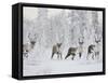 Caribou, Finger Mountain, Alaska, USA-Hugh Rose-Framed Stretched Canvas