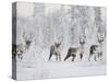 Caribou, Finger Mountain, Alaska, USA-Hugh Rose-Stretched Canvas