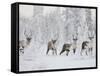 Caribou, Finger Mountain, Alaska, USA-Hugh Rose-Framed Stretched Canvas